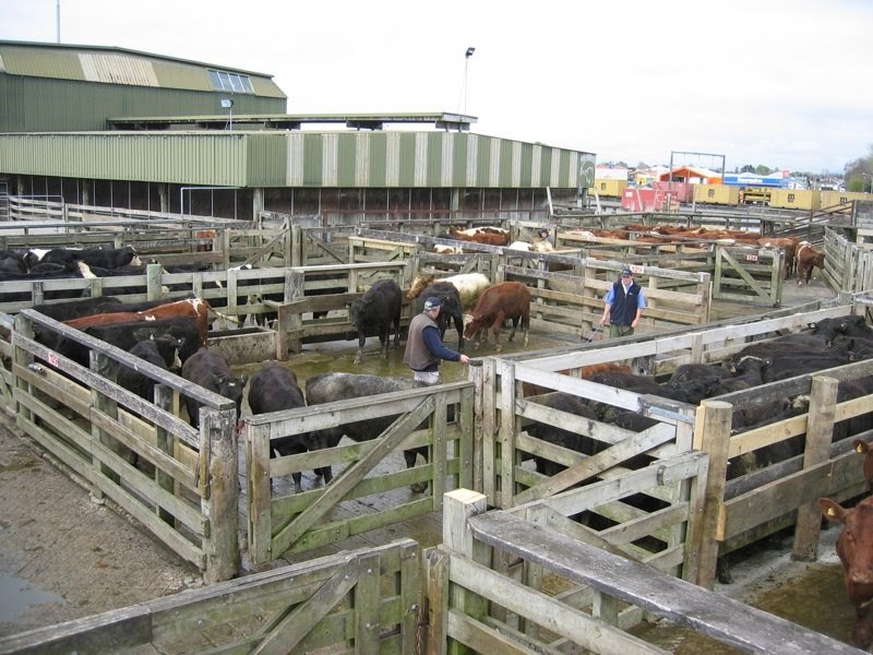 cirencester livestock market driffield